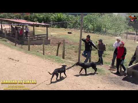 CARRERA DE CINTAS JOYAS DEL CEDRO MATAQUESCUINTLA JALAPA