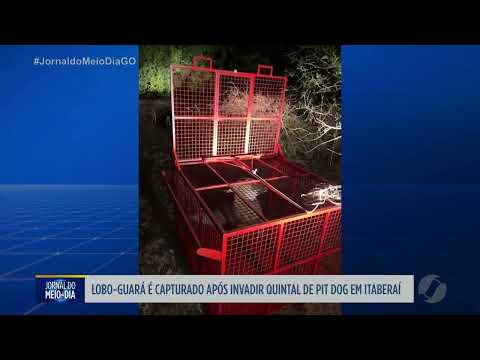 Lobo guará invade quintal em Itaberaí