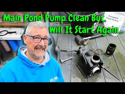 POMPA PRINCIPALE DEL LAGHETTO KOI FUORI, ma la pompa SI ACCENDE DI NUOVO dopo la pulizia?🤔🤔