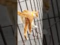 Catwalk Jail Kambi Catwalk Cat Jail Santhanam Comedy