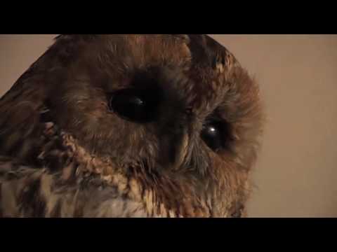 Видеообзор