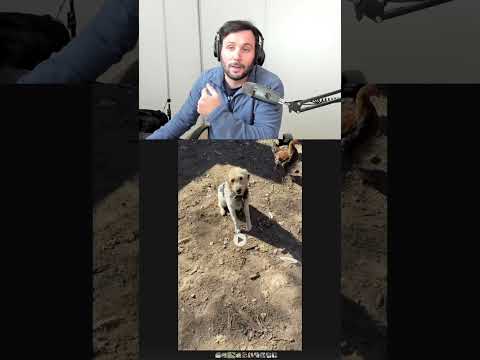 🚨 ¡UNA VERGÜENZA ABSOLUTA! ESCÁNDALO POR MALTRATO ANIMAL Y COMPLICIDAD POLICIAL EN TICINO 🚨¿