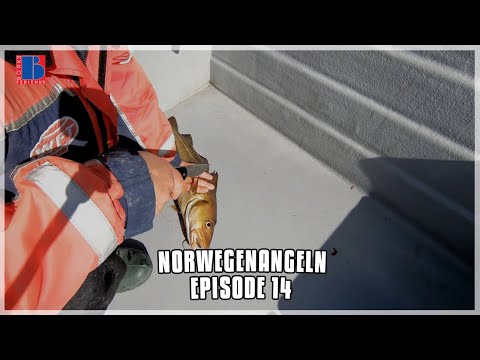 Norwegenangeln: Töten und Versorgen | Episode 14