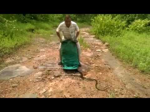 Releasing hundreds of snakes into the wild