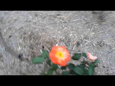 flowers garden-varieties