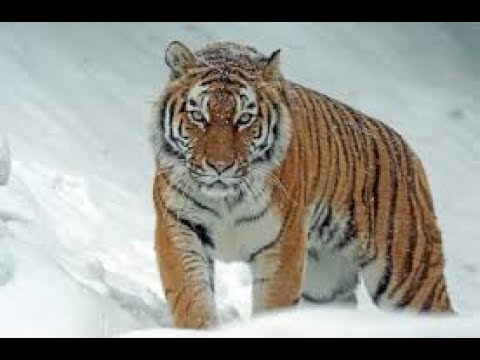400kg+ Siberian Tigers!!! Biggest cat to ever exist living today!!!