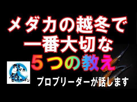 プールでの越冬：プールを大切にするために知っておくべきことすべて！  庭園