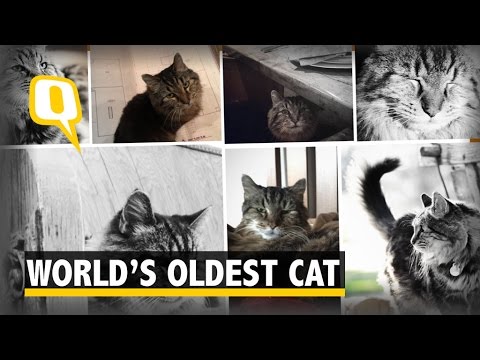 Meow! Meet 26-Year-Old Corduroy, World’s Oldest Living Cat