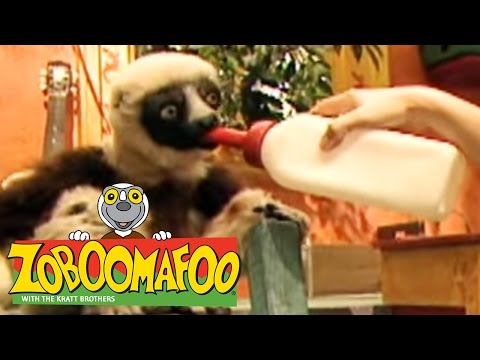 🐒 Zoboomafoo 🐒 122 | Pets - Full Episode | Kids TV Shows