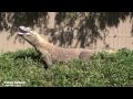 National Zoo Komodo Dragon Open And Close Mouth In Slow Motion
