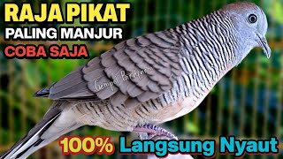 Download lagu Perkutut Lokal Gacor RAJA PIKAT Ahlinya Bikin Semua Burung Perkutut Gacor Nyaut. mp3