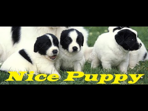 #funny_Puppy, #immohammod