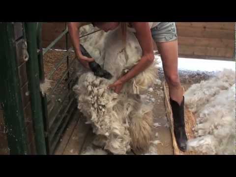 Shearing an Alpaca Without Help