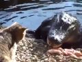Cat Is Not Afraid Of Crocodile