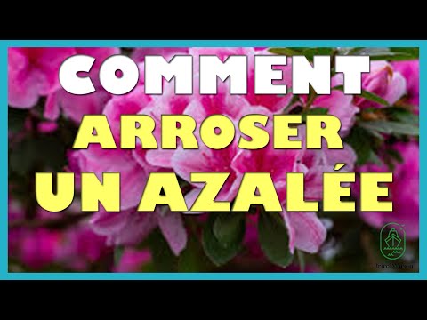 Comment arroser un azalée