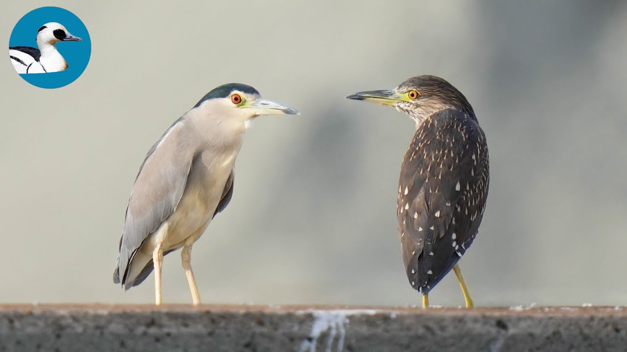 【野鳥観察】イーパとGAYAでゴイサギ観察