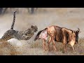 Wildebeest Gives Birth To Baby But Killed By Leopard Leopard Vs Wildebeest Battle Is Not Never
