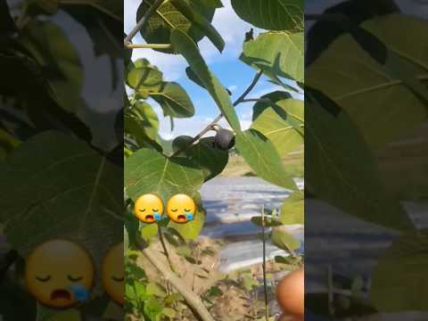 youtuber Banneka sapana #youtubeshorts how to start youtube