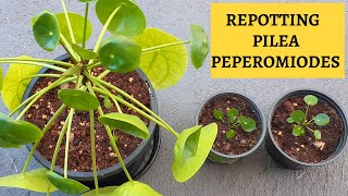Pilea Peperomioides Repotting | Chinese Money Plant