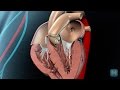 How Do Heart Valves Function