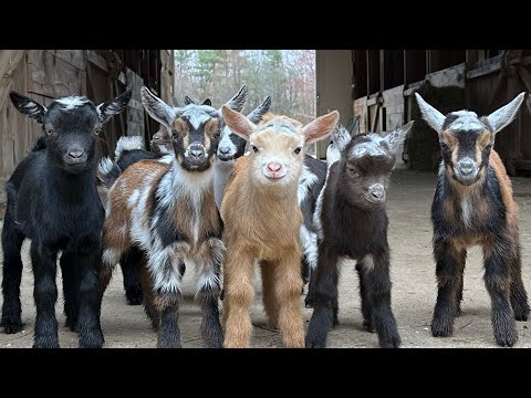Slow Motion flying goat kids!