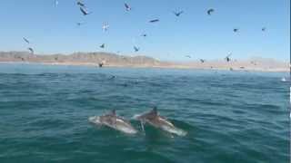 preview picture of video 'Pesca San Felipe Marzo 2013'