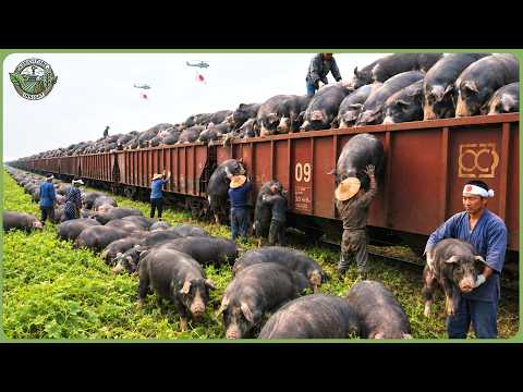 Inside Japan’s Largest Farms - How Japan Produces Millions of Tons of Premium Food at Scale