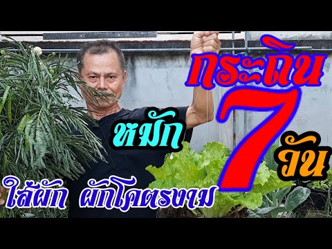 กระถินหมัก7วันใส่ผักผักงาม