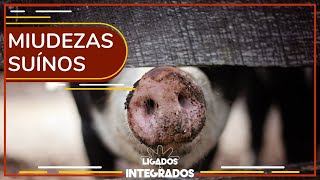 Miniatura do vídeo