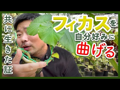 園芸 フィカス高麗人参、フィカス盆栽