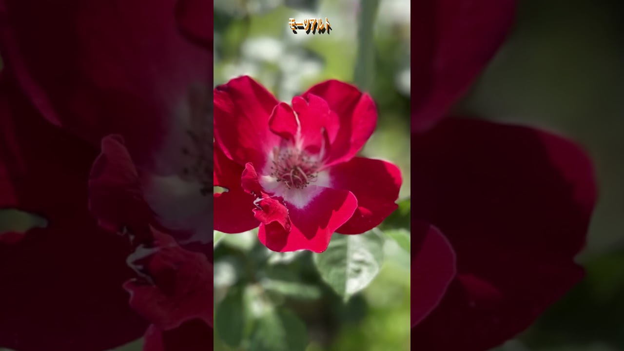 モーツアルト　#shorts  #flowers #クラシック