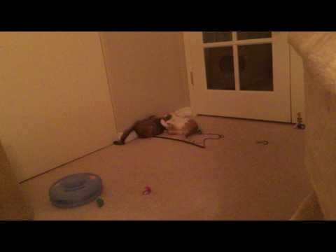 Marmalade and Ginger Playing at Michael and Dianne's