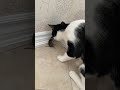 The Mouse Is Squeaking For Its Life Viralshort Viral Viralvideo Jelly Cat Mouse