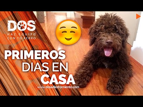 TRAINING A PUPPY 🐶🏡 | First days in their new home 📝