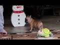 French Bulldog dogs for sale: Casper - Video 1