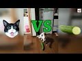 Cats Vs Cucumbers Compilation