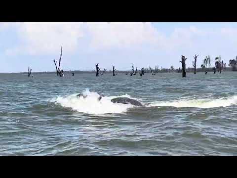 Hippo attack Lake Naivasha Kenya