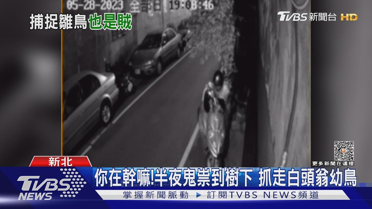 你在幹嘛!半夜鬼祟到樹下 抓走白頭翁幼鳥