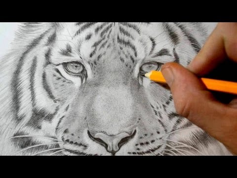 How to Draw a Tiger - Realistic Pencil Drawing