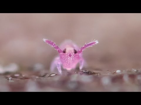 How Fast are Pink Springtails?