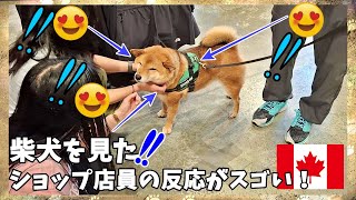 【海外愛され柴犬】海外で大人気! 柴犬をショッピングへ連れて行くとカナダ人の反応がおもしろすぎ♪【海外の反応】