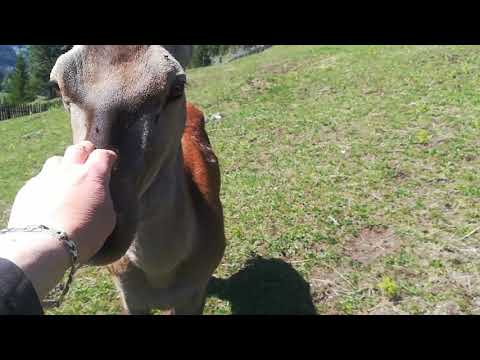 Darmoxa crescatoria de Cerbi -Mircea Pacuraru