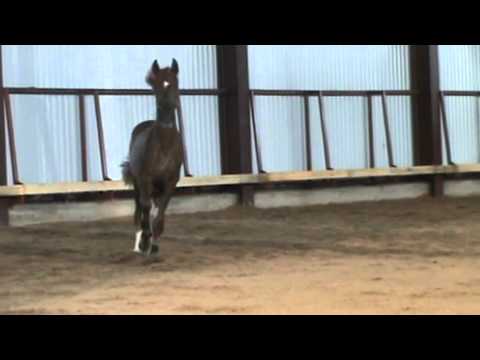 Hengst 2011 Belissimo M - Weltmeyer -Rohdiamant