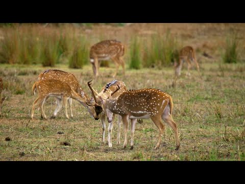 Beautiful Herd Of Spotted Deer Chital !