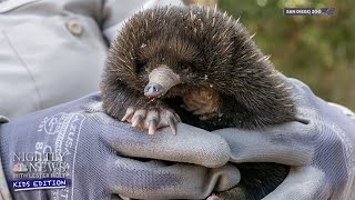 Lester Holt Pays A Virtual Visit To The San Diego Zoo | Nightly News: Kids Edition
