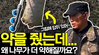 나무에 약 줄 때, 이 방향이면 나무 망칩니다 ㅣ 봄철 나무 관리 초보 실수  TOP1