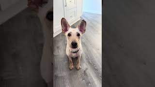 Video preview image #1 Labrador Retriever-Unknown Mix Puppy For Sale in Rockville, MD, USA
