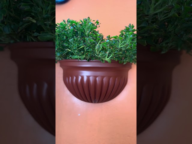 نمول شاهي احمر Alternanthera ficoidea