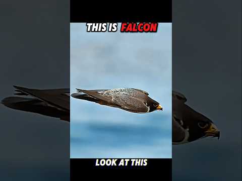 Falcon Shows the Eagle How It's Done #trending #animals #wildlife #birds #falcon #eagle #shorts