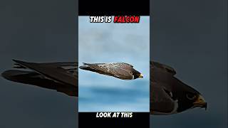 Download lagu Falcon Shows the Eagle How It's Done #trending #animals #wildlife #birds #falcon #eagle #shorts mp3 Download lagu Falcon Shows the Eagle How It's Done #trending #animals #wildlife #birds #falcon #eagle #shorts mp3